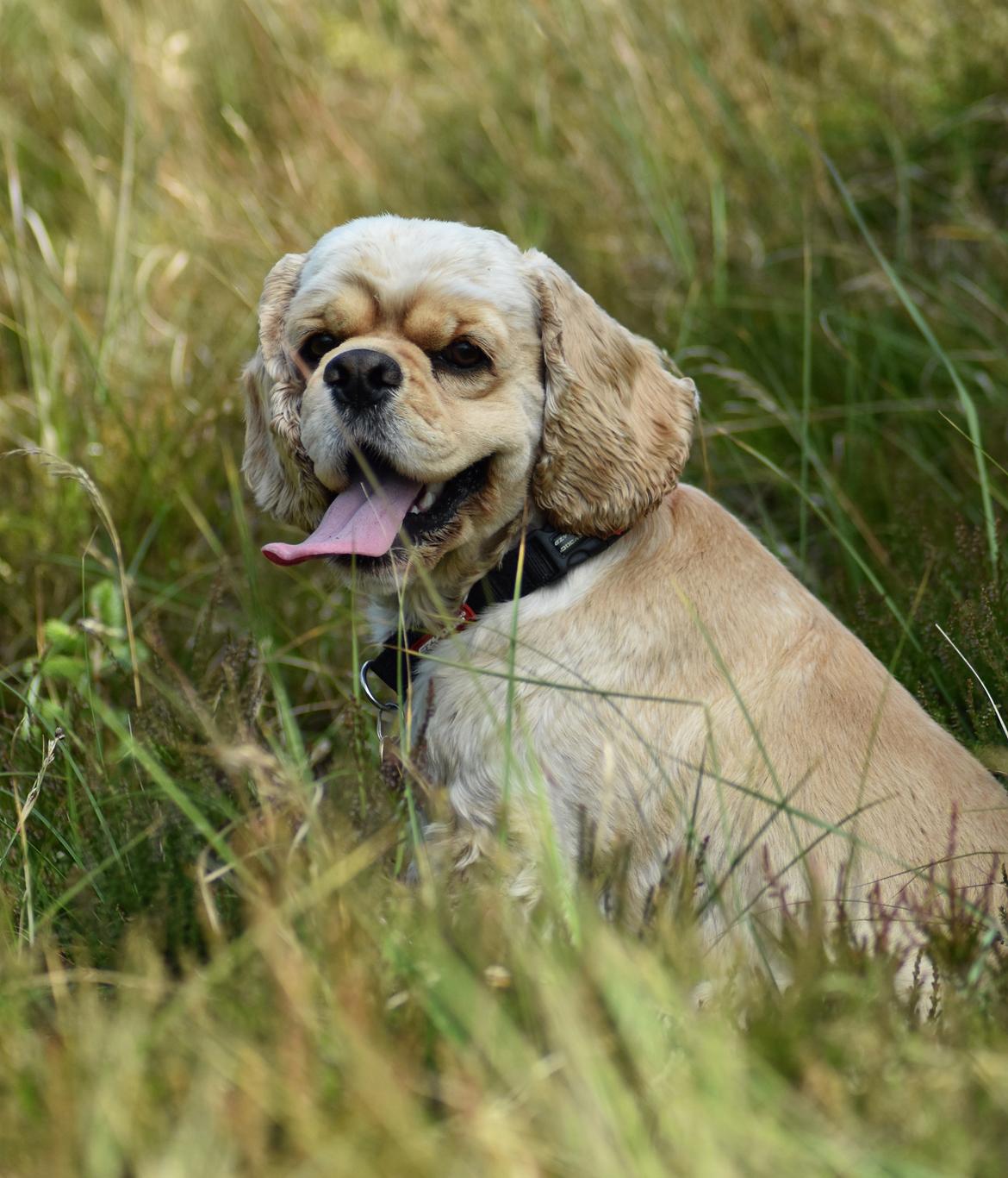 Amerikansk cocker spaniel Viggo Pedersen  billede 40