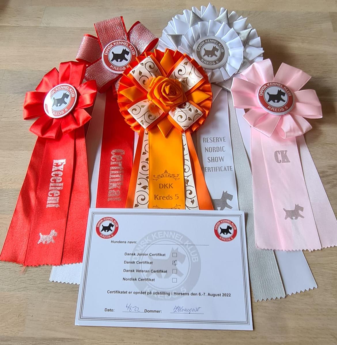 Golden retriever DKCH(U) DKJUCH Manhattan V.D. Corner Brook - DKK Horsens d. 6. August 2022 billede 24