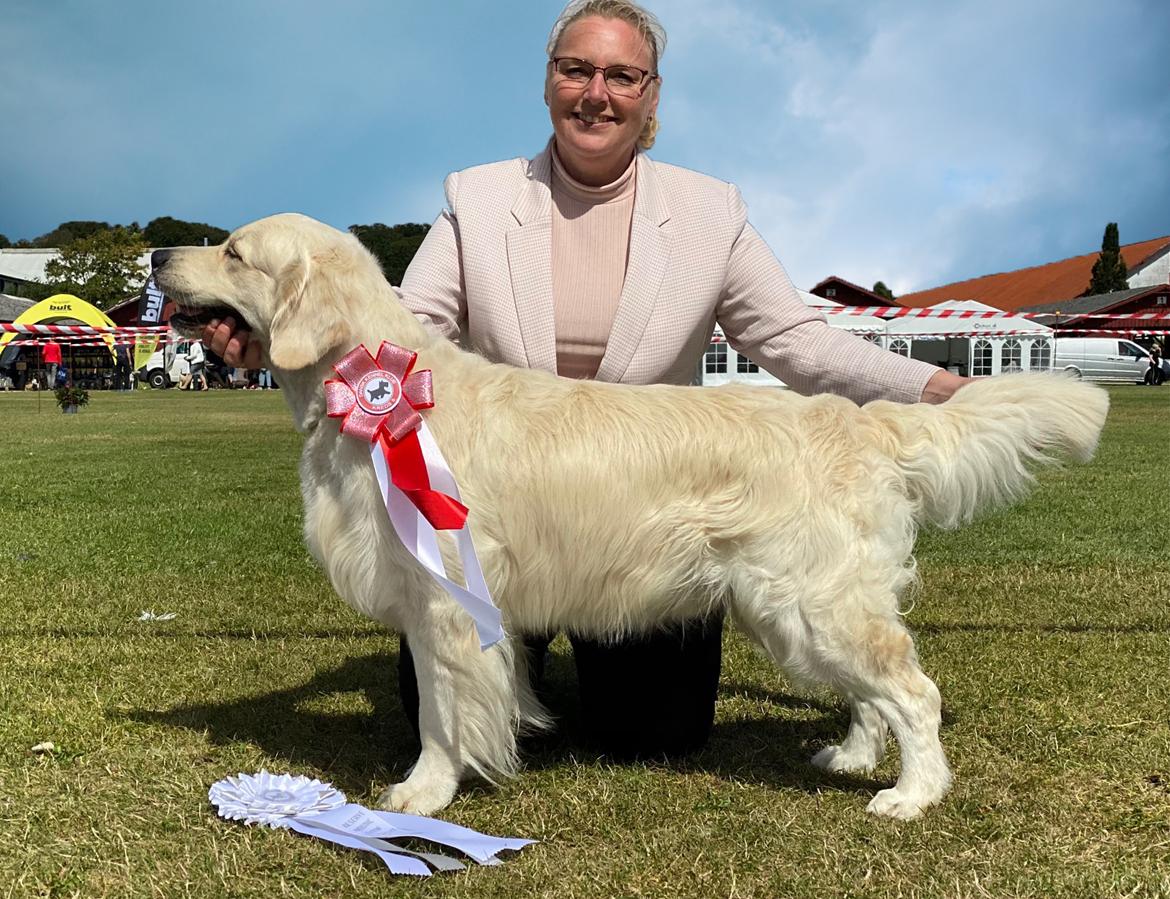 Golden retriever DKJUCH Manhattan V.D. Corner Brook - 3 år 9 mdr d. 6. August 2022 billede 16