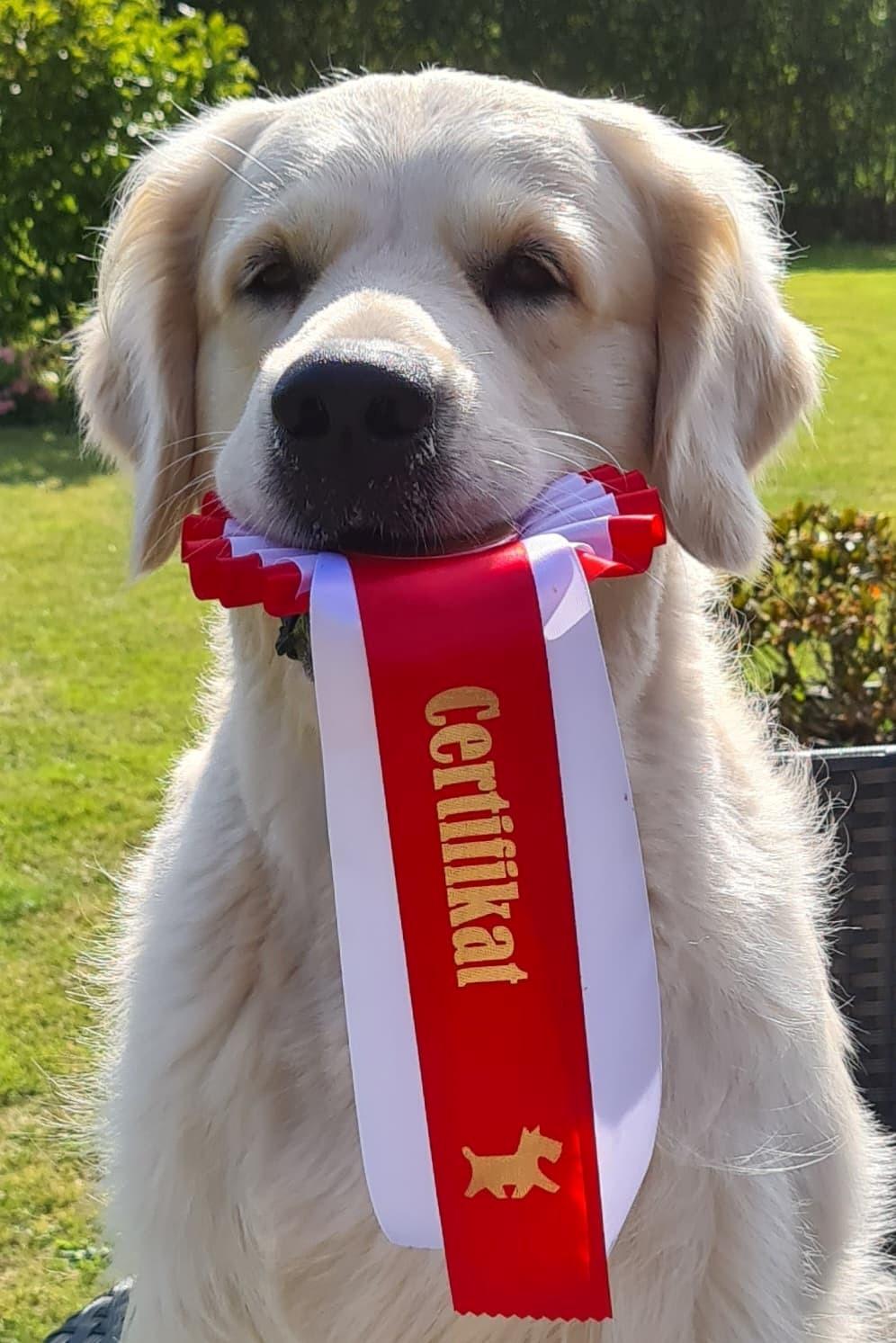 Golden retriever DKCH(U) DKJUCH Manhattan V.D. Corner Brook - DKJUCH Manhattan v.d. Corner Brook - Juhuuu cert nr 2 til mig  billede 23