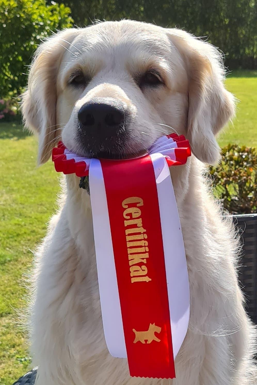 Golden retriever DKJUCH Manhattan V.D. Corner Brook - DKJUCH Manhattan v.d. Corner Brook - Juhuuu cert nr 2 til mig  billede 21