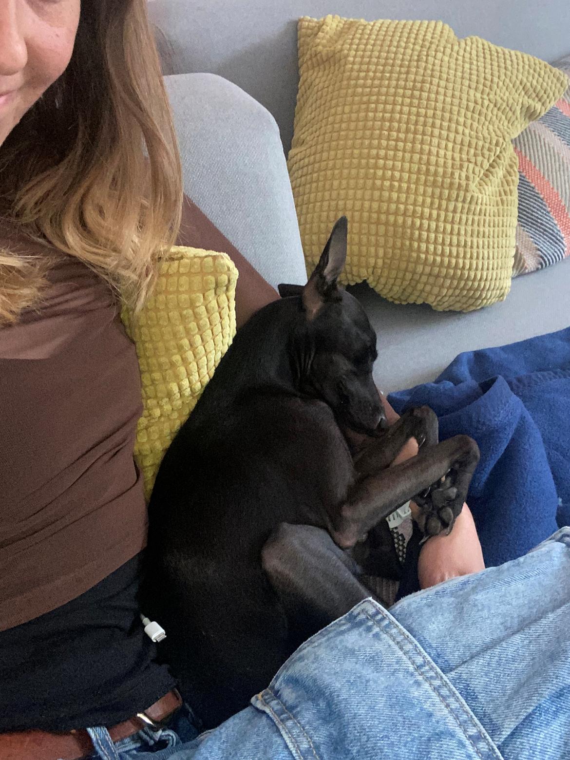 Italiensk mynde Elvis (Vindhauses Cosimo) - Den bedste plads <3 billede 2