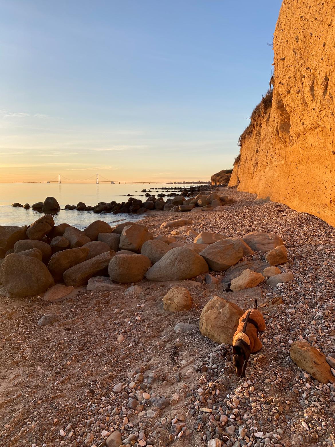 Italiensk mynde Elvis (Vindhauses Cosimo) - På stranden! billede 3