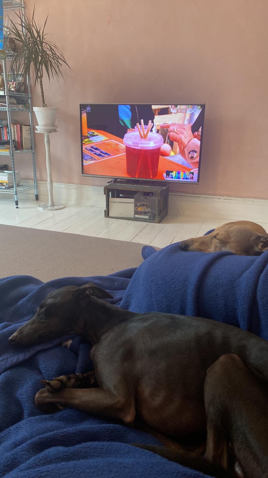 Italiensk mynde Elvis (Vindhauses Cosimo) - Hygger med Peanut <3 billede 7