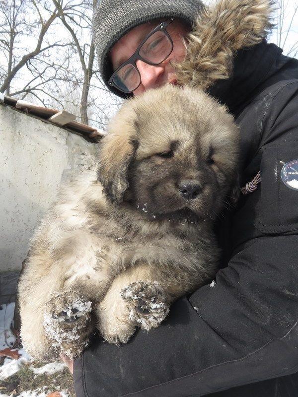 Tibetansk mastiff Zaki billede 2
