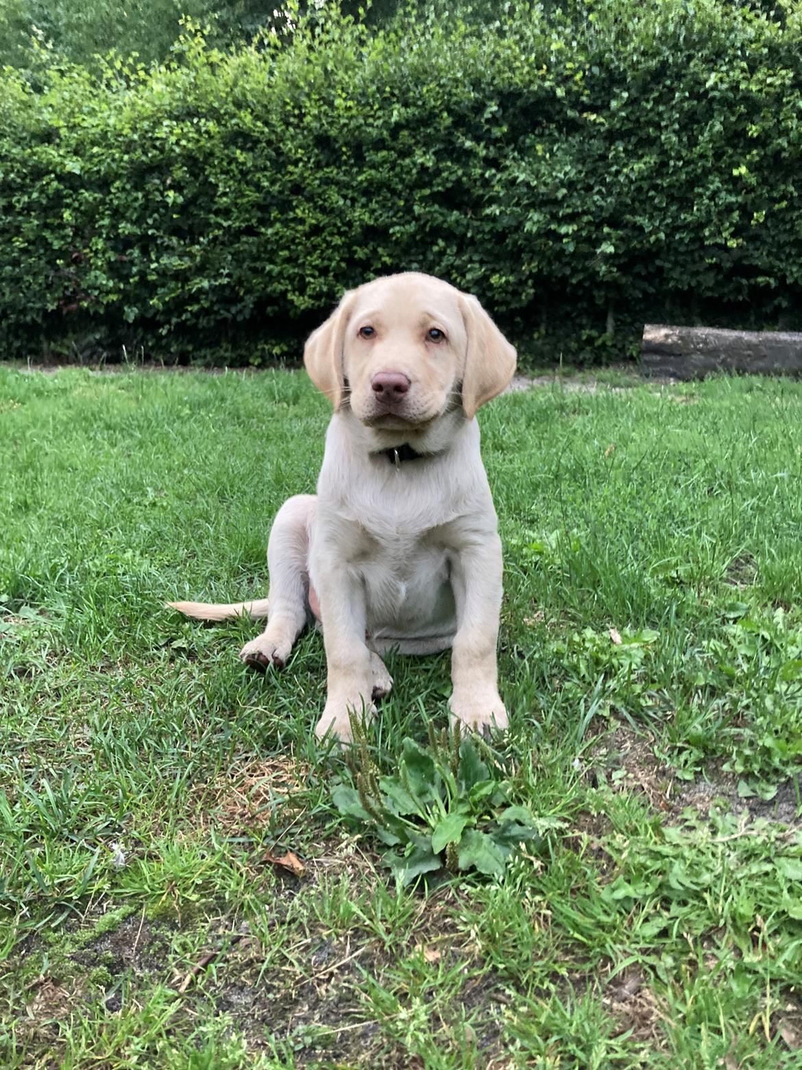 Labrador retriever Haulundgårds Bertil DK10766/2022 billede 1