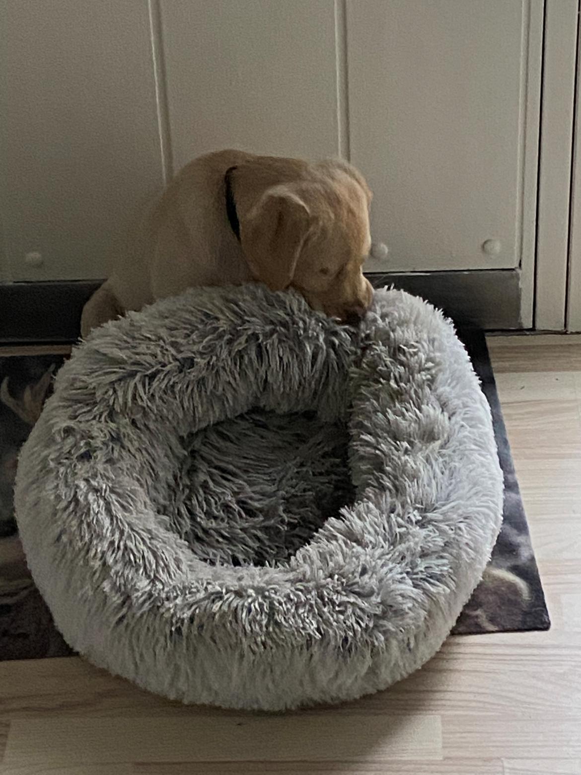 Labrador retriever Haulundgårds Bertil DK10766/2022 billede 5