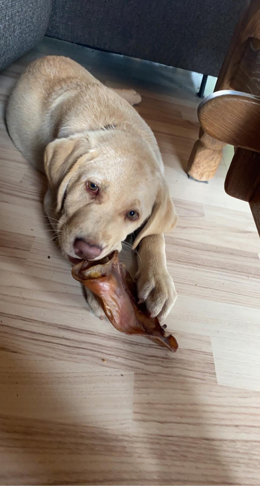 Labrador retriever Haulundgårds Bertil DK10766/2022 billede 6