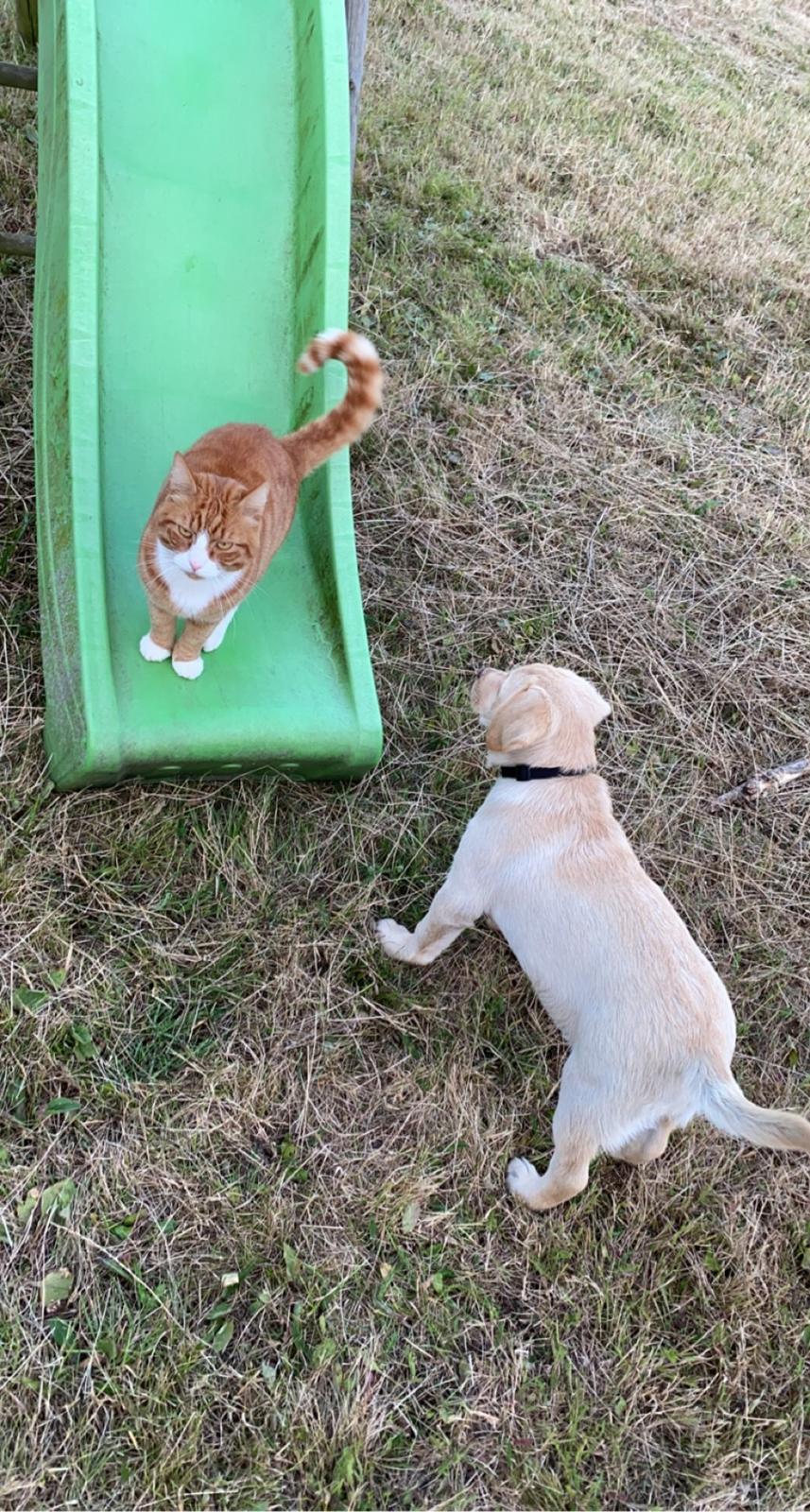 Labrador retriever Haulundgårds Bertil DK10766/2022 billede 7