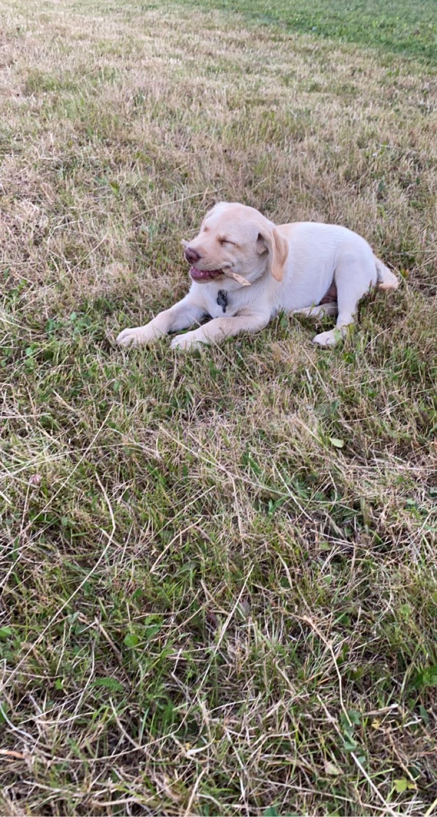 Labrador retriever Haulundgårds Bertil DK10766/2022 billede 8