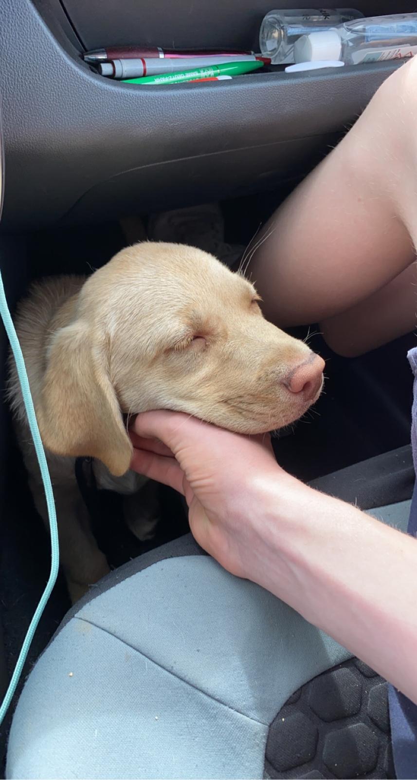 Labrador retriever Haulundgårds Bertil DK10766/2022 billede 9