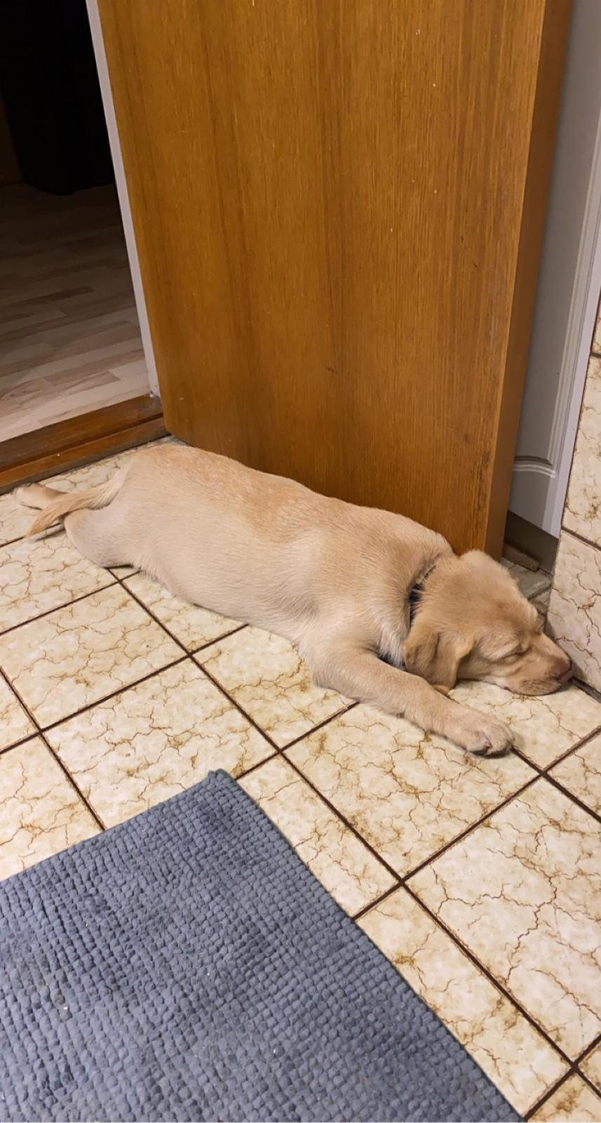 Labrador retriever Haulundgårds Bertil DK10766/2022 billede 10