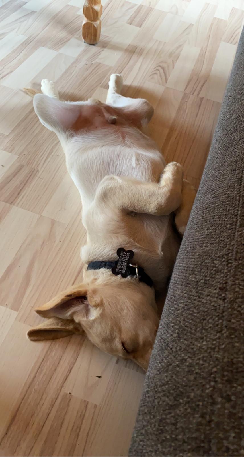 Labrador retriever Haulundgårds Bertil DK10766/2022 billede 11