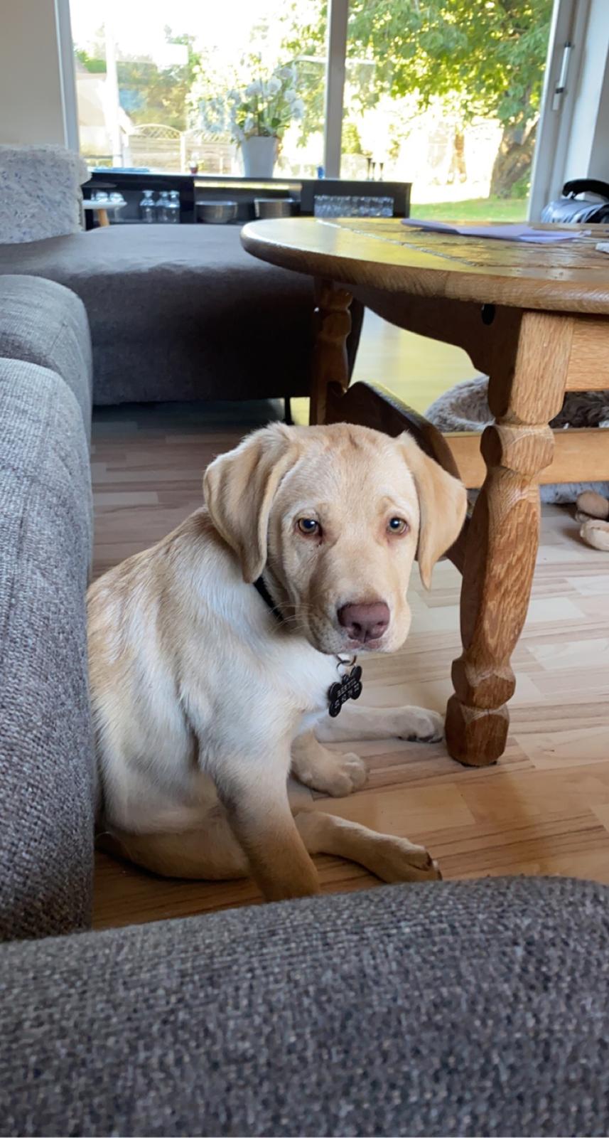 Labrador retriever Haulundgårds Bertil DK10766/2022 billede 12