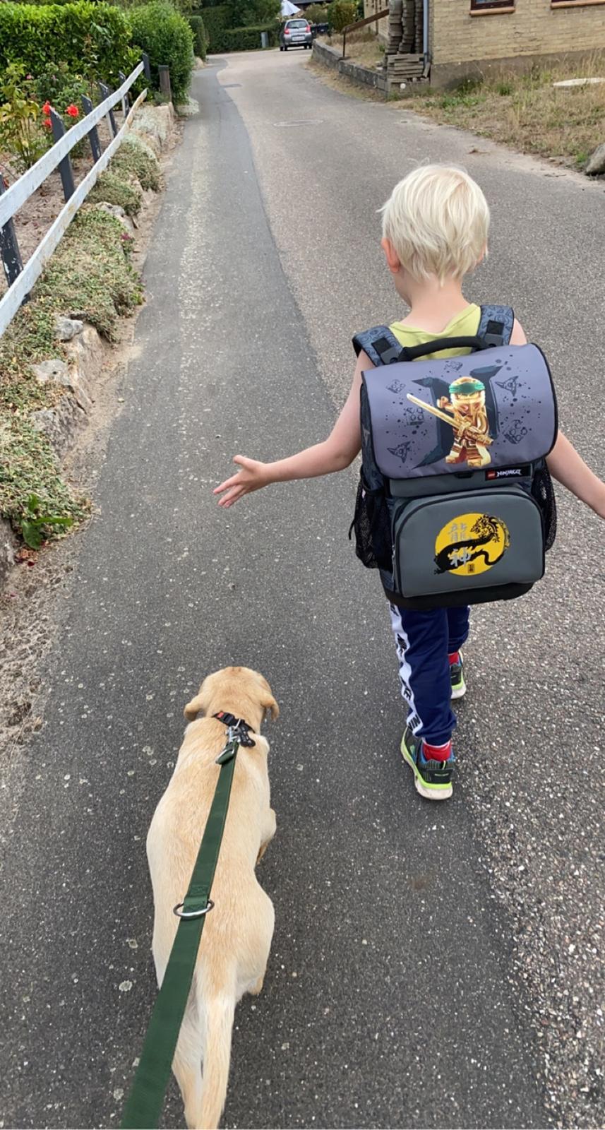 Labrador retriever Haulundgårds Bertil DK10766/2022 billede 13