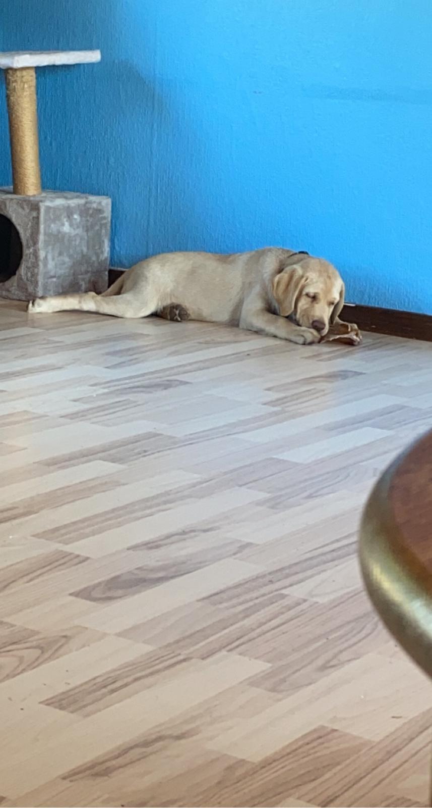 Labrador retriever Haulundgårds Bertil DK10766/2022 billede 14