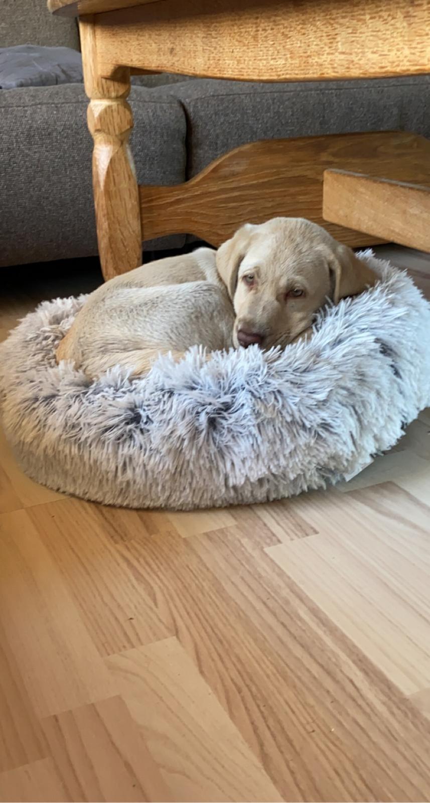 Labrador retriever Haulundgårds Bertil DK10766/2022 billede 2