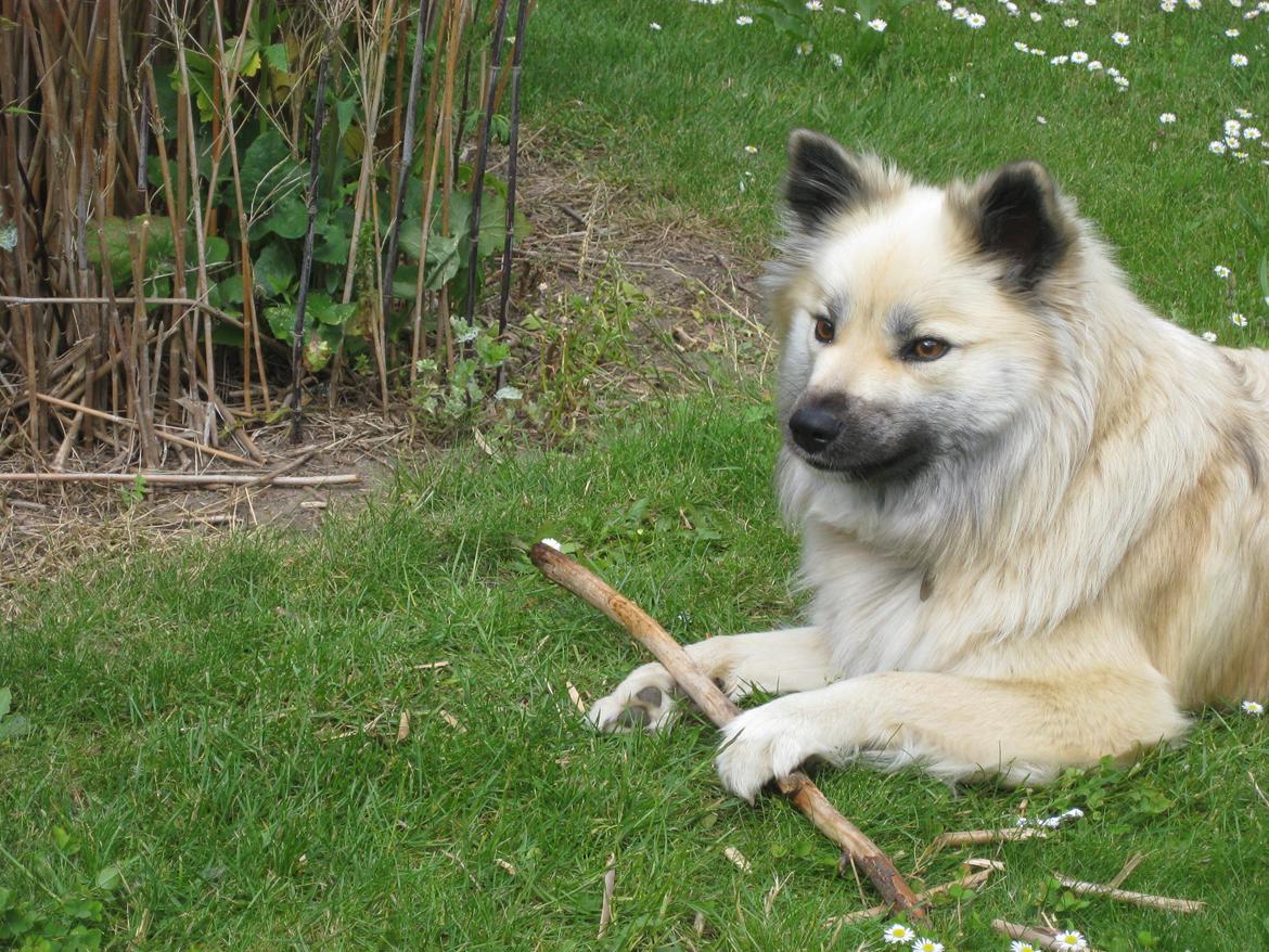 Islandsk fårehund SIGLA (R.I.P - 2022) - En hel fantastisk smuk 3 - årig billede 21