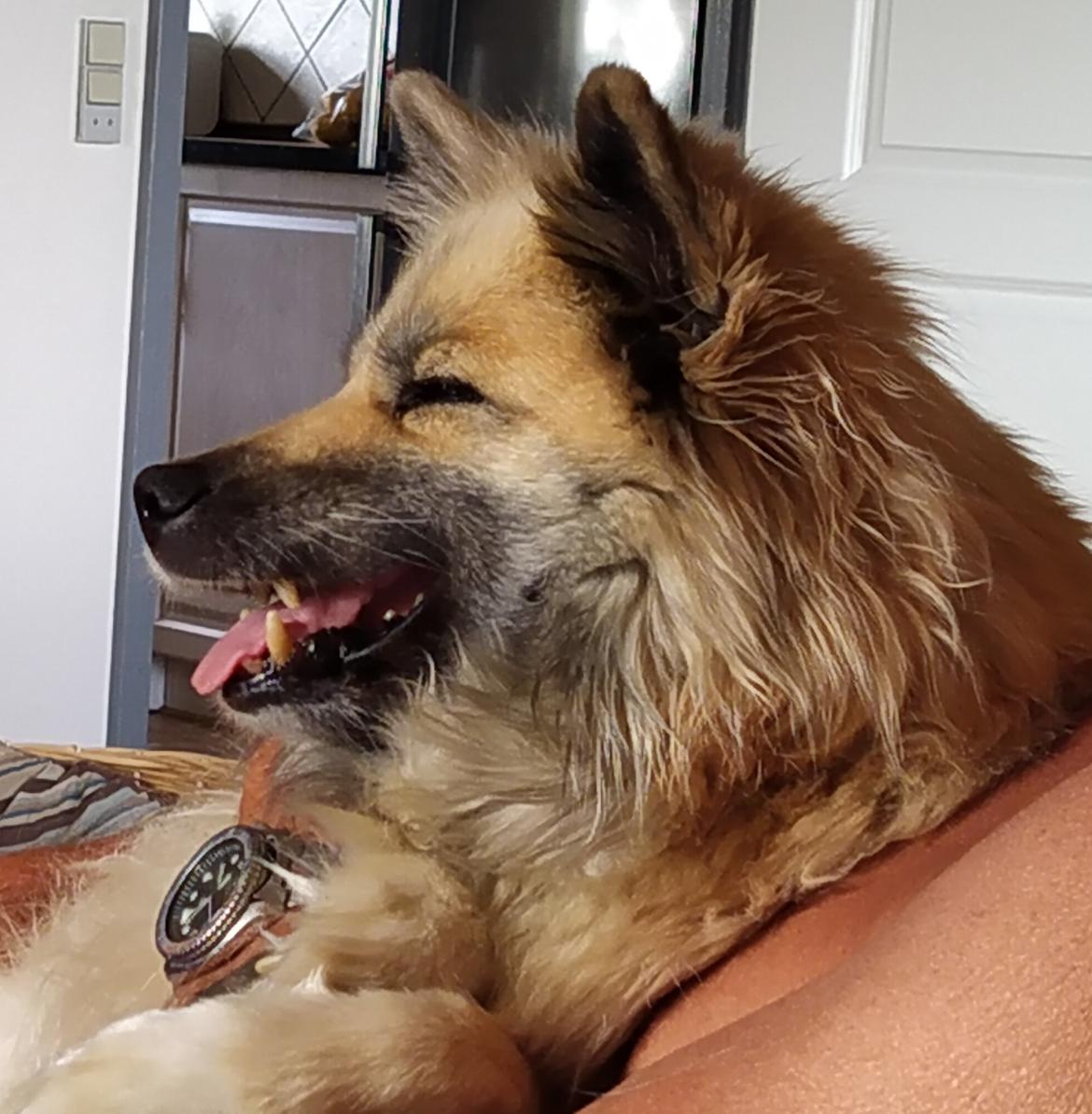 Islandsk fårehund SIGLA (R.I.P - 2022) - Det sidste billede - taget dagen før vores afsked. 14 år og 3 uger. billede 22