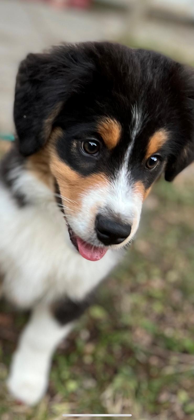 Miniature American Shepherd Obi Wan  billede 1