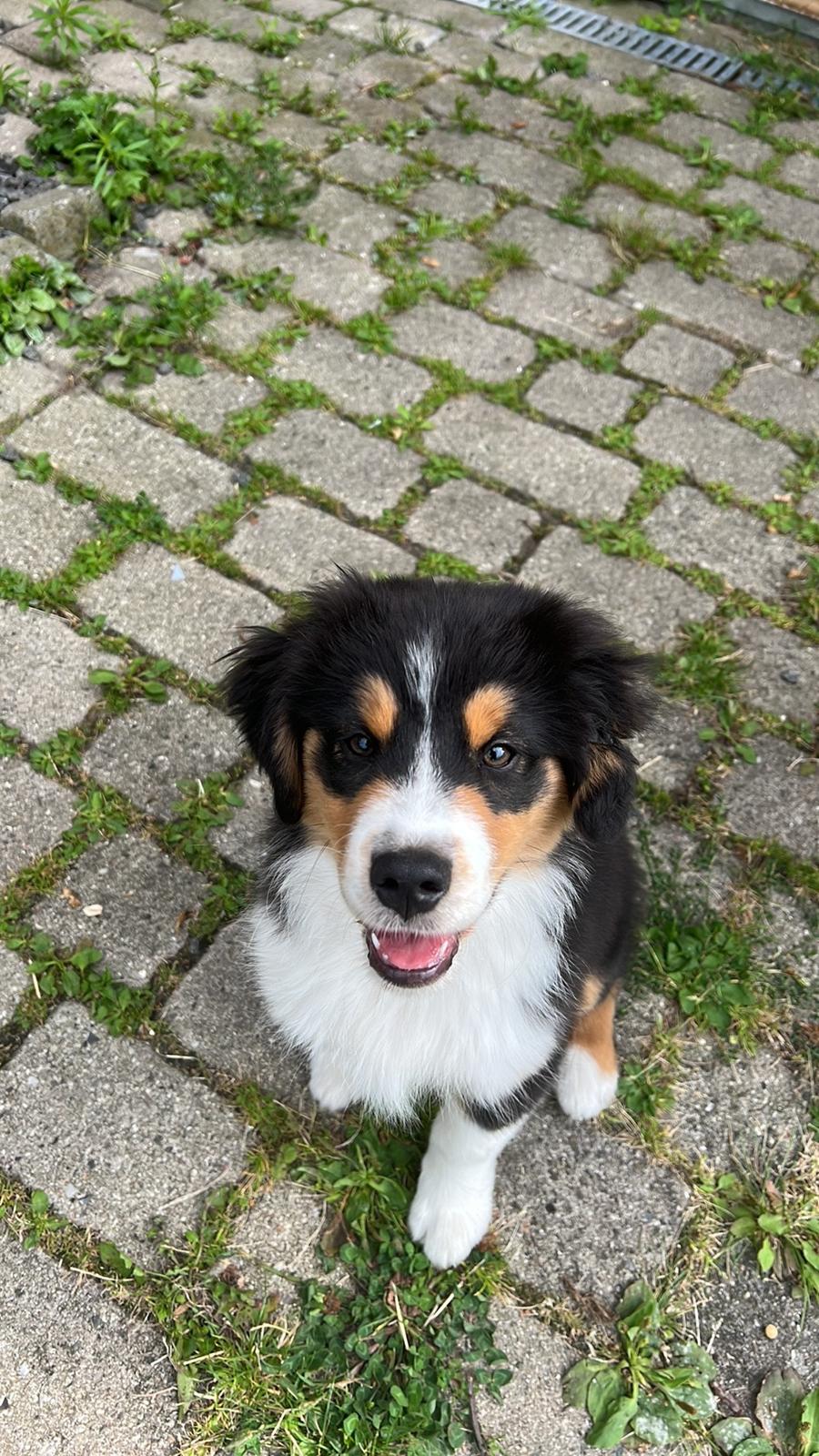 Miniature American Shepherd Obi Wan  billede 2