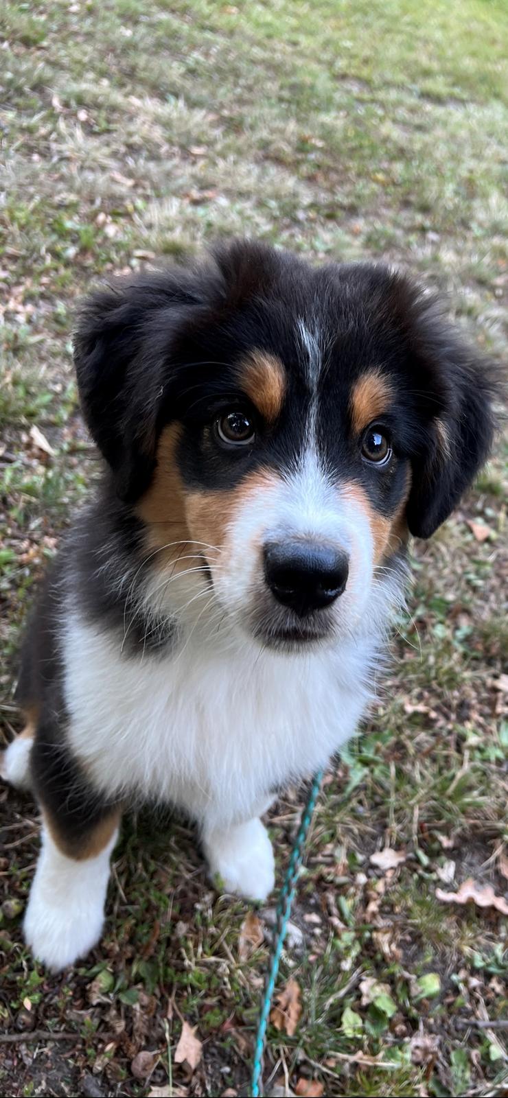 Miniature American Shepherd Obi Wan  billede 6