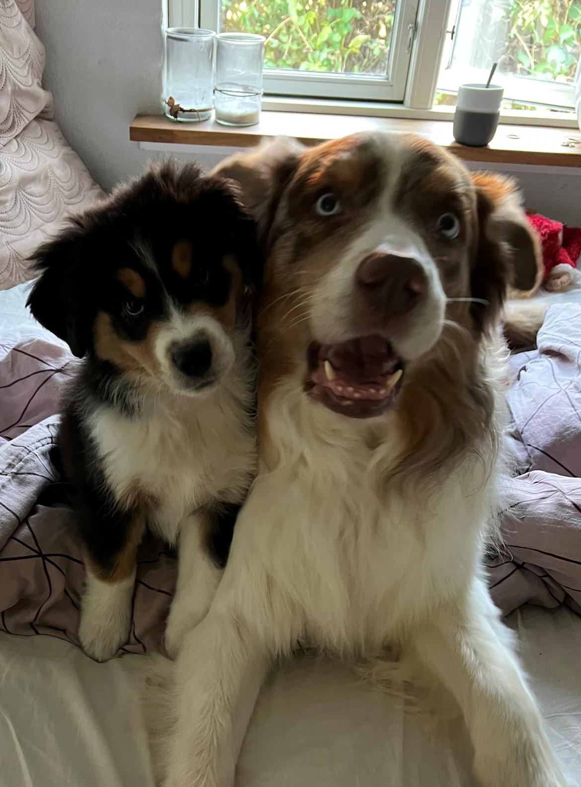 Miniature American Shepherd Obi Wan  billede 5