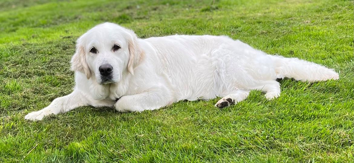 Golden retriever Golden Little Star Miss. Bina billede 15