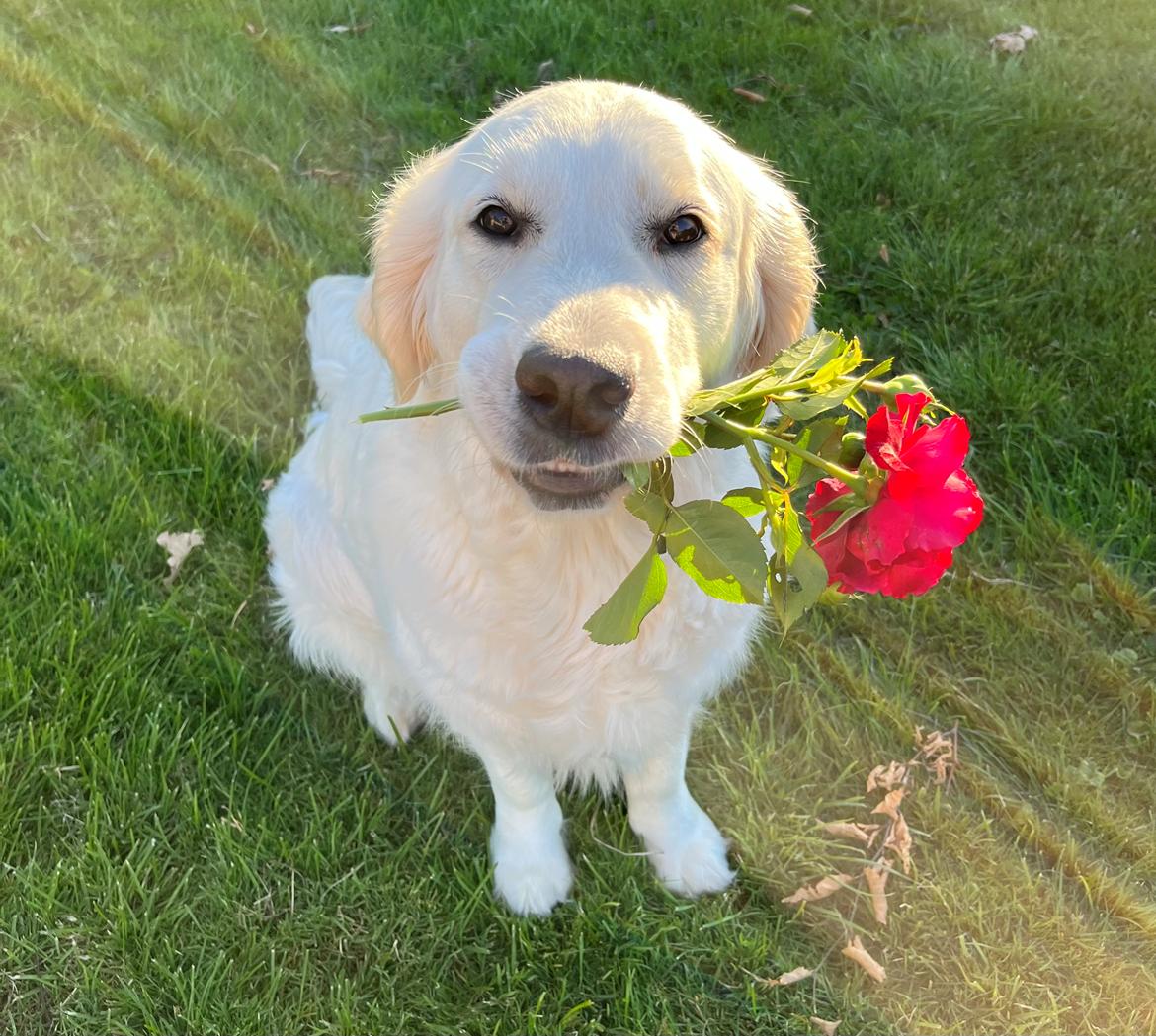 Golden retriever Golden Little Star Miss. Bina billede 16