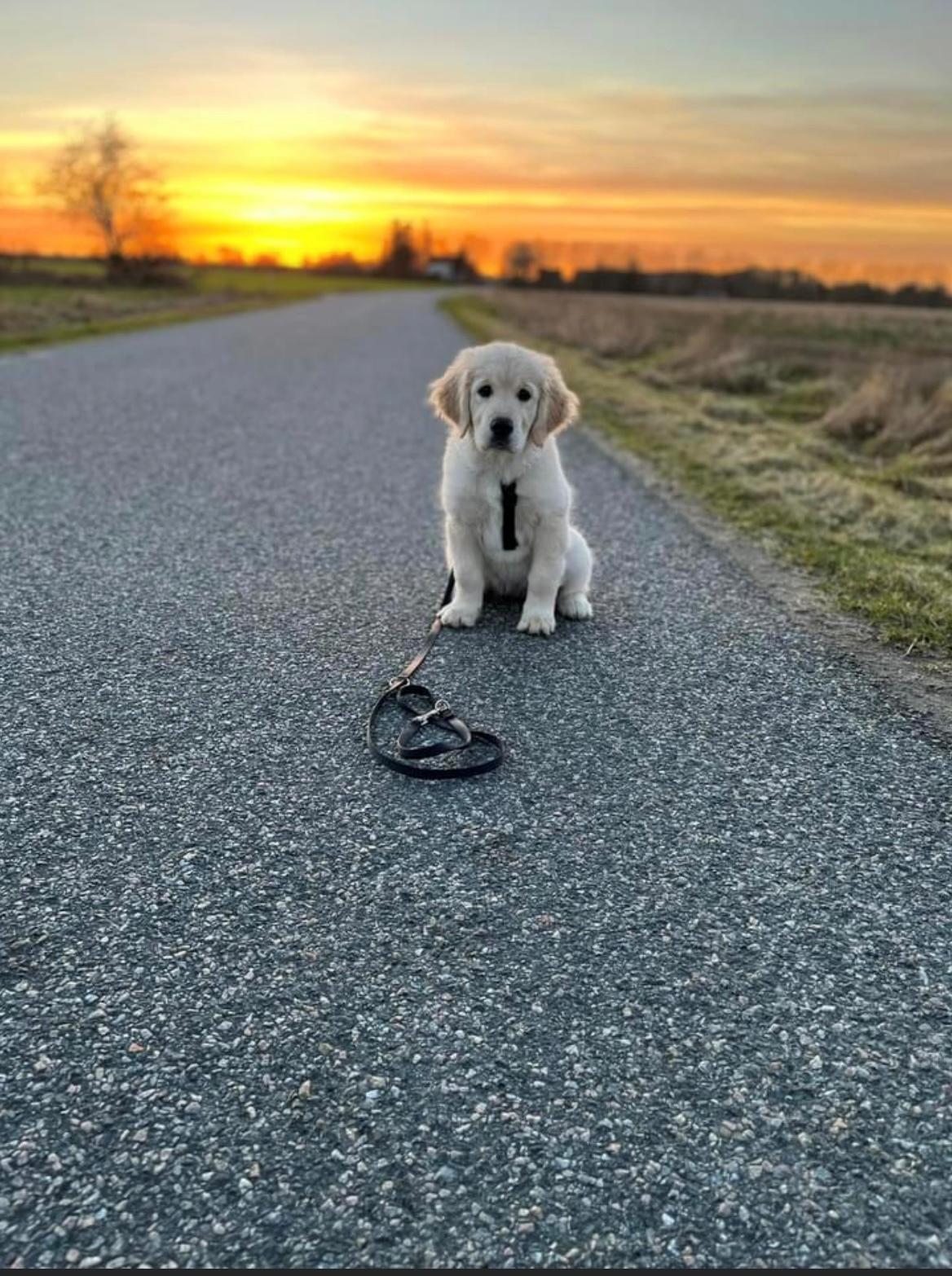 Golden retriever Fifi billede 1