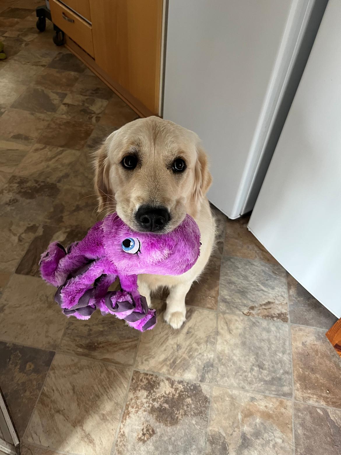 Golden retriever Fifi billede 3