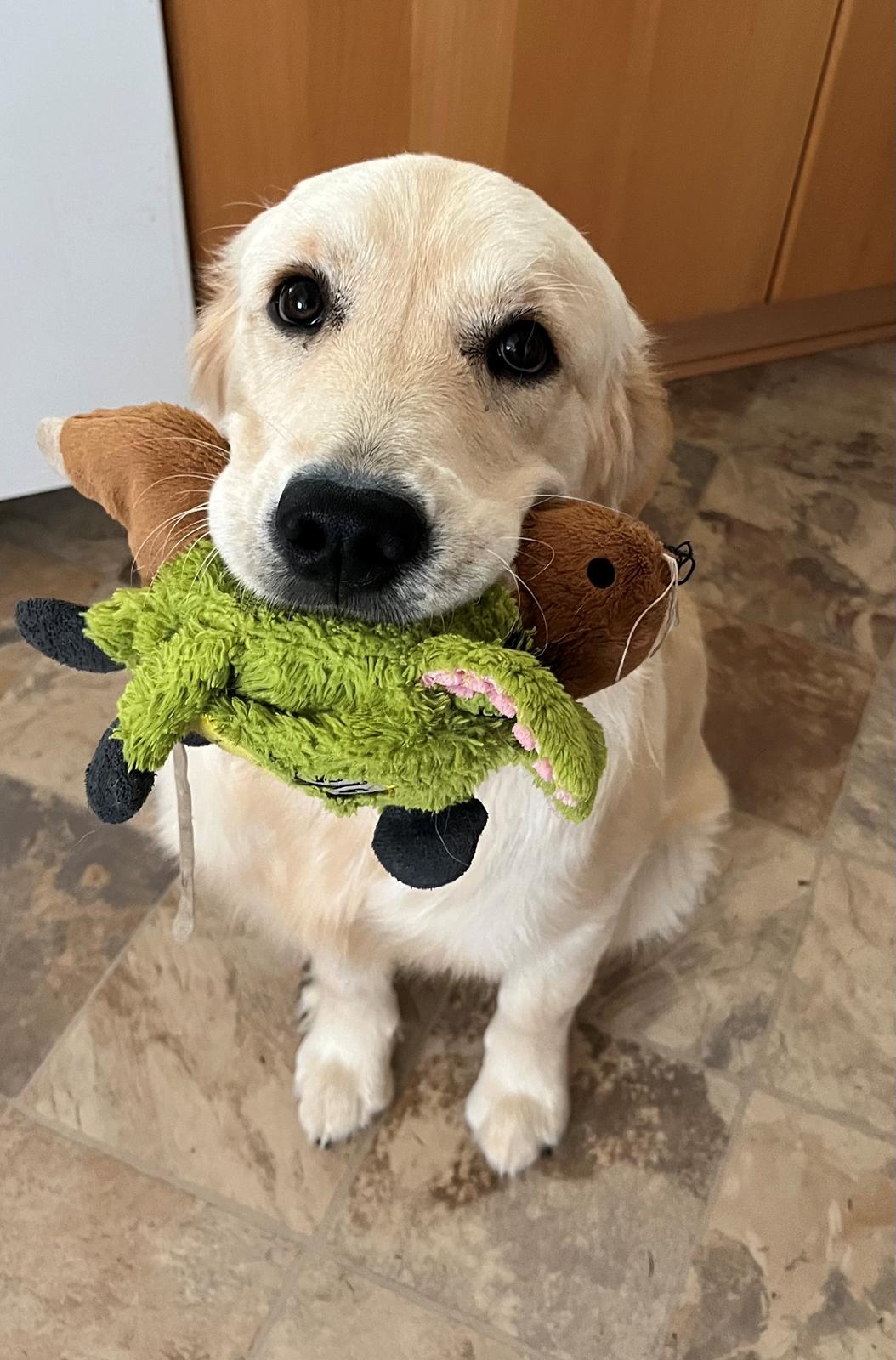 Golden retriever Fifi billede 8