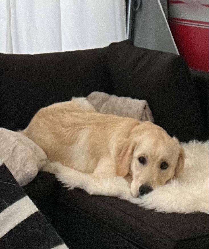 Golden retriever Fifi billede 10