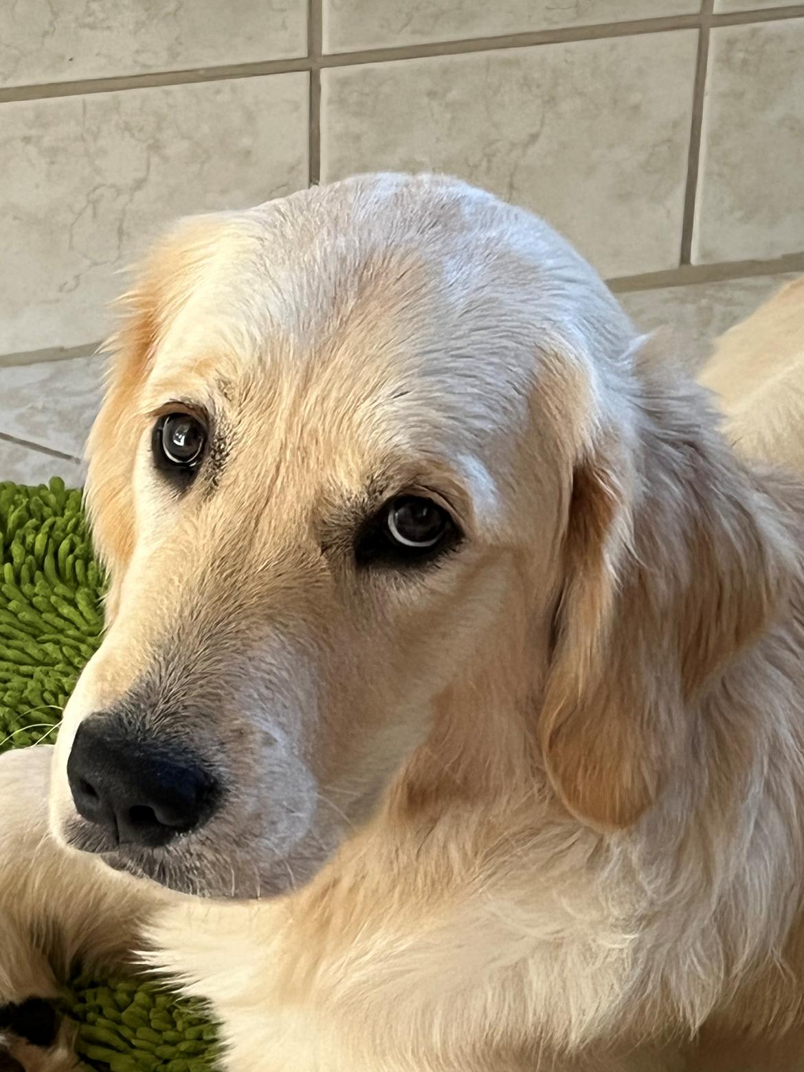 Golden retriever Fifi billede 20