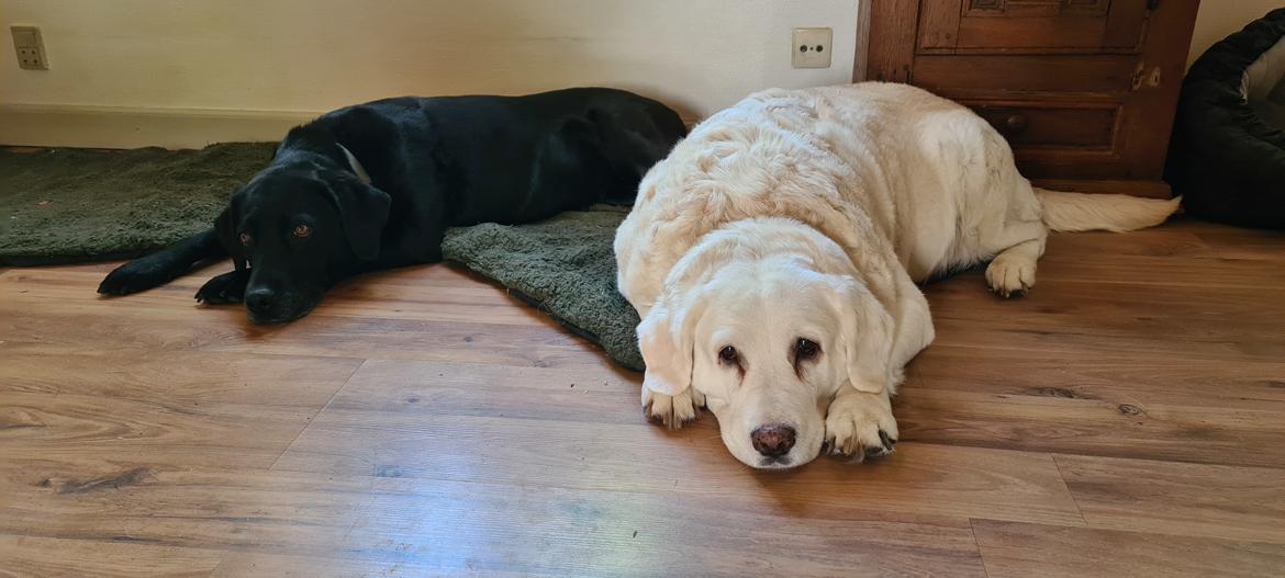 Blanding af racer †Puk† - Sif og Puk sidst dag sammen den 3. aug 2022 billede 50