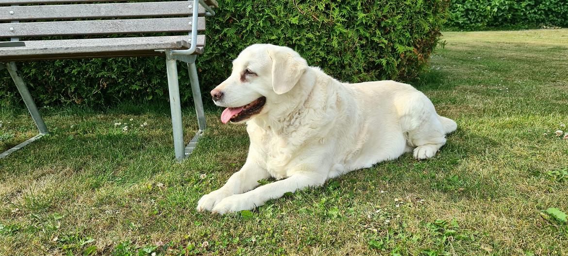 Blanding af racer †Puk† billede 1