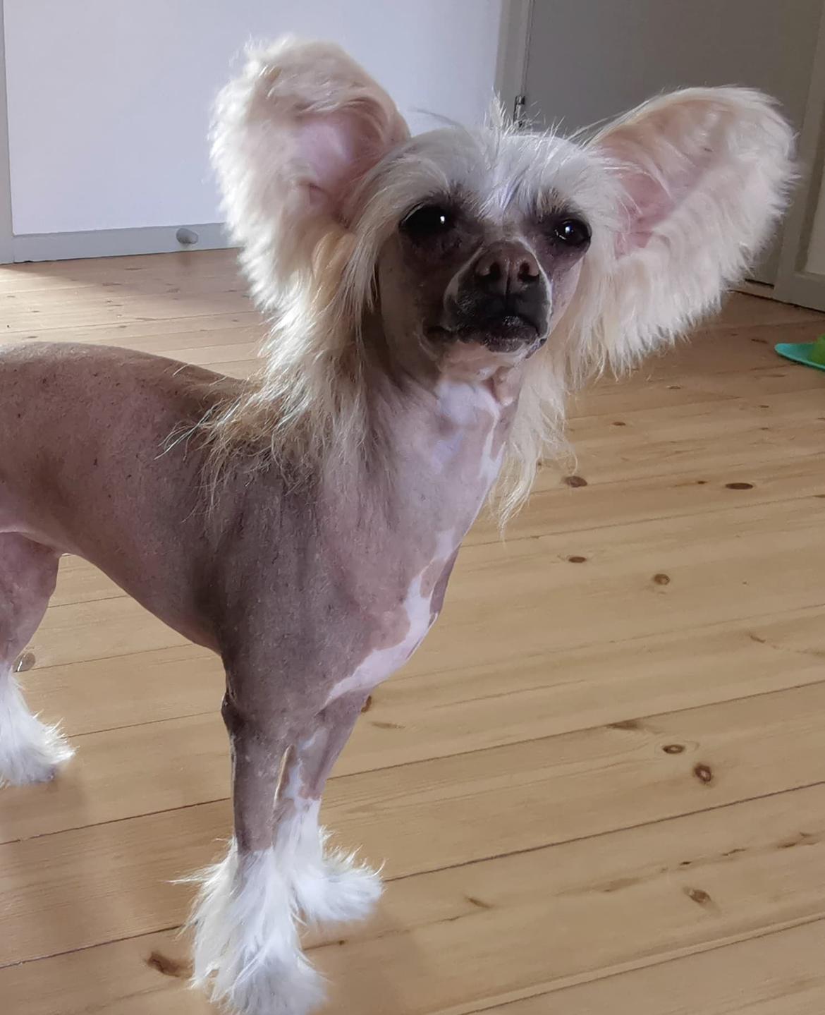 Chinese crested hårløs Zico Stella (Hottie Tot's Foxie Flash) billede 5