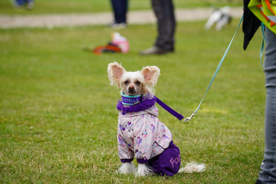 Chinese crested hårløs Zico Stella (Hottie Tot's Foxie Flash) billede 3