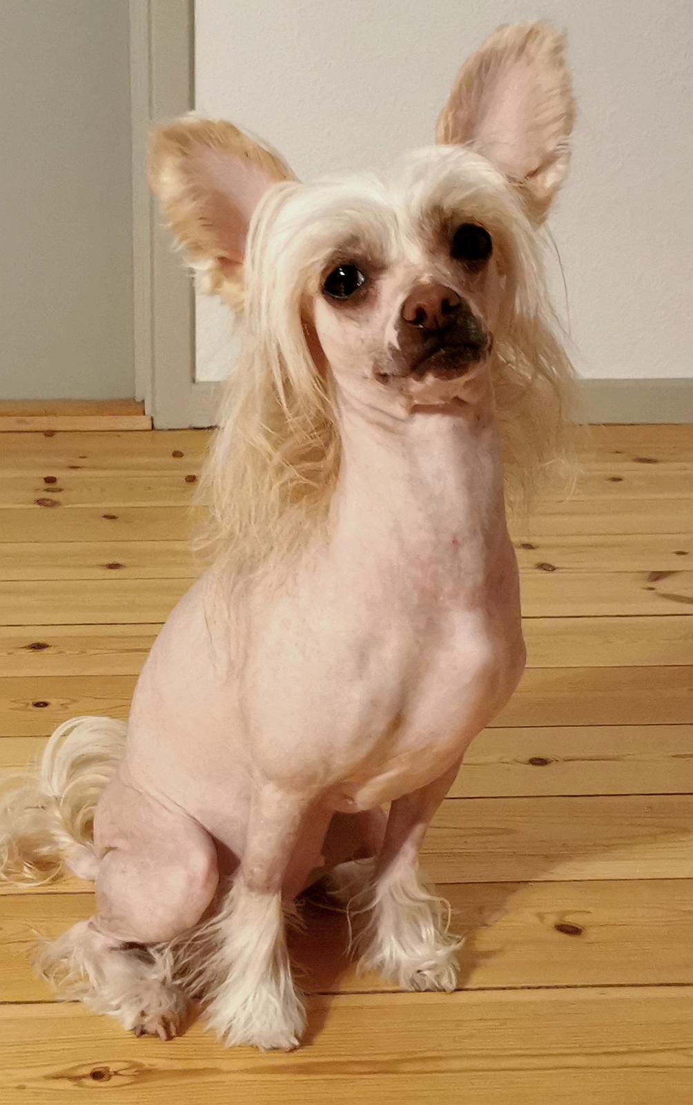 Chinese crested hårløs Zico Stella (Hottie Tot's Foxie Flash) billede 10