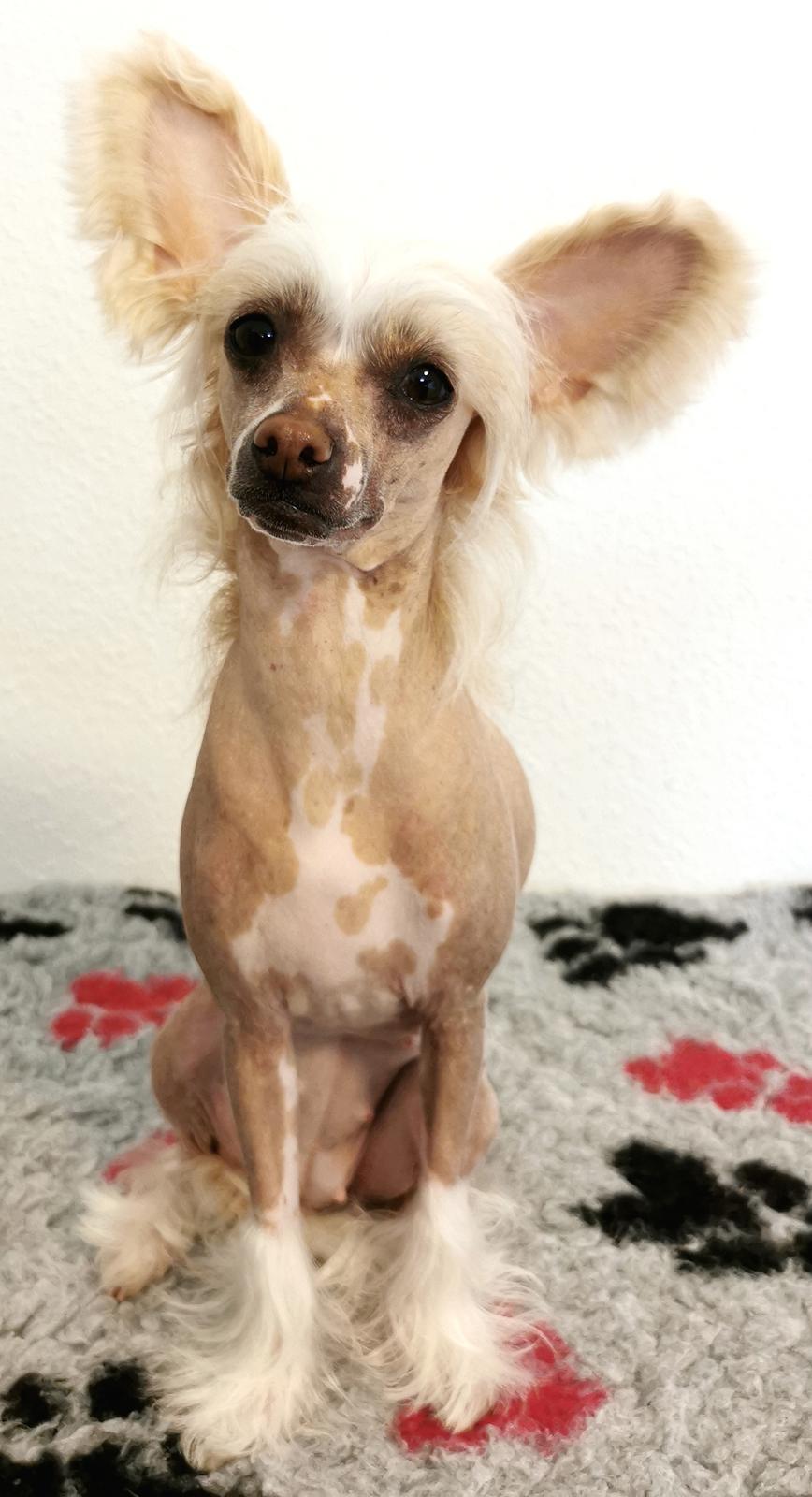 Chinese crested hårløs Zico Stella (Hottie Tot's Foxie Flash) billede 9