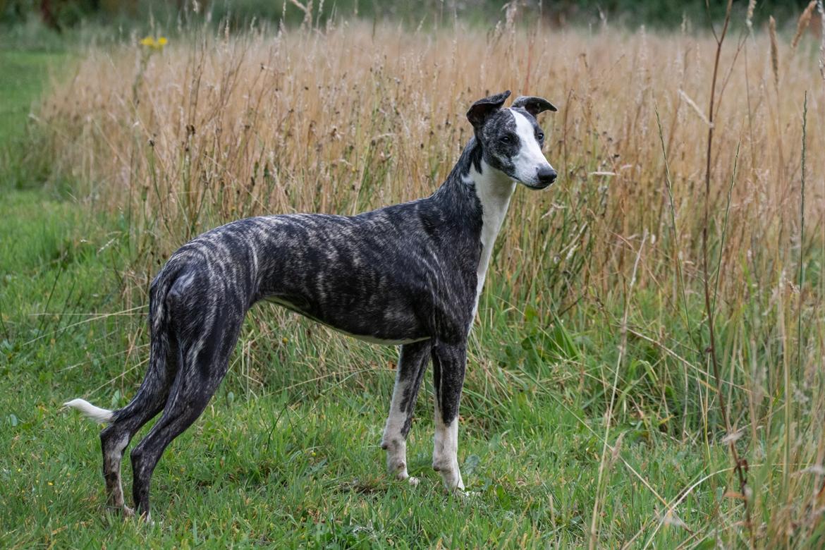 Whippet Selma - aug 2022, 9 måneder gammel billede 2