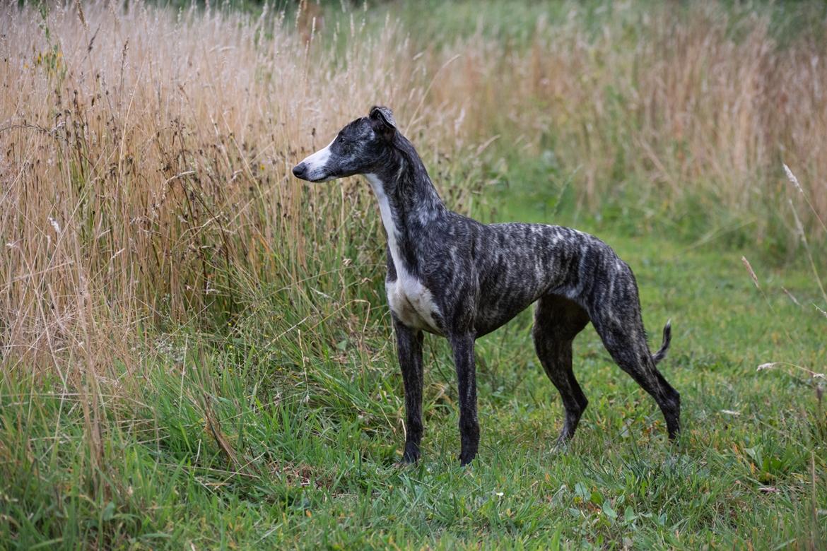 Whippet Akka - aug 2022, 9 måneder gammel billede 2