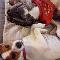 Dansk svensk gaardhund Ester billede 18