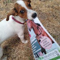 Dansk svensk gaardhund Ester billede 19