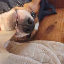 Dansk svensk gaardhund Ester billede 20