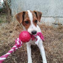 Dansk svensk gaardhund Ester billede 3