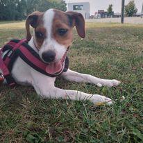 Dansk svensk gaardhund Ester billede 2