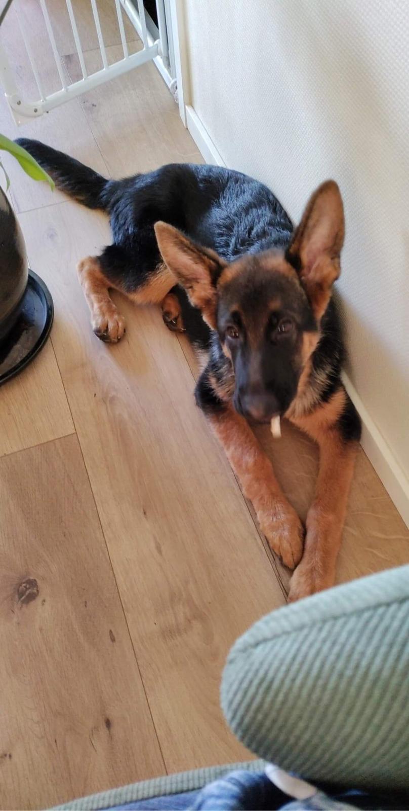 Schæferhund Chef billede 6