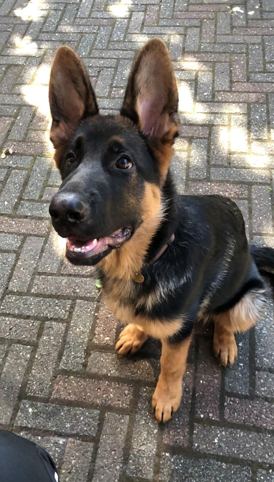 Schæferhund Chef billede 5