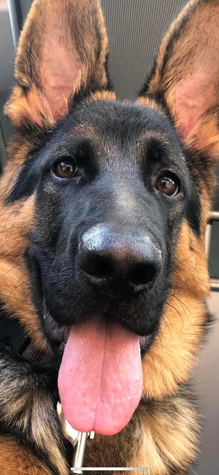 Schæferhund Chef billede 11